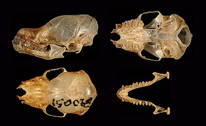 Image of Results 37b for Mammals of Tanzania identification key