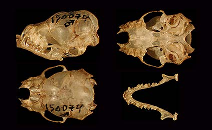 Image of Results 39b for Mammals of Tanzania identification key