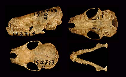 Image of Results 40b for Mammals of Tanzania identification key