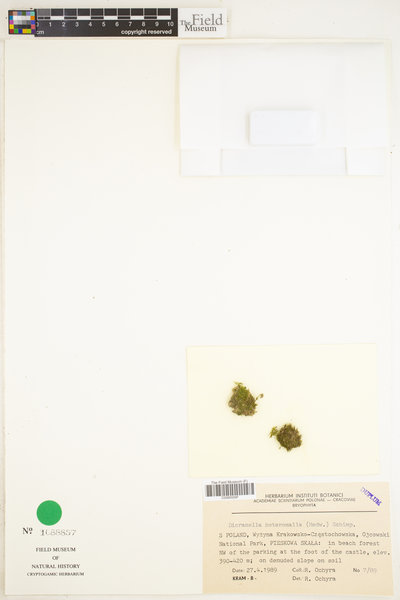 Dicranella heteromalla image