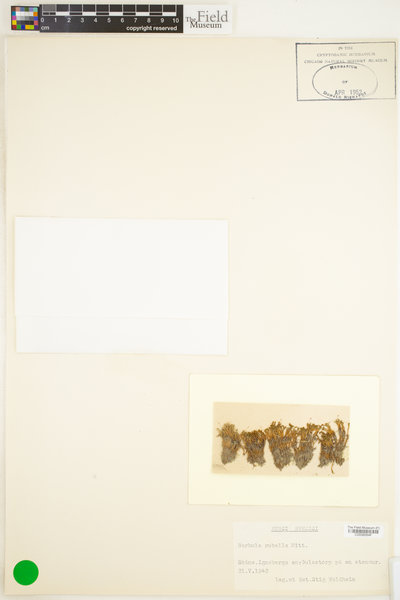 Bryoerythrophyllum recurvirostrum image