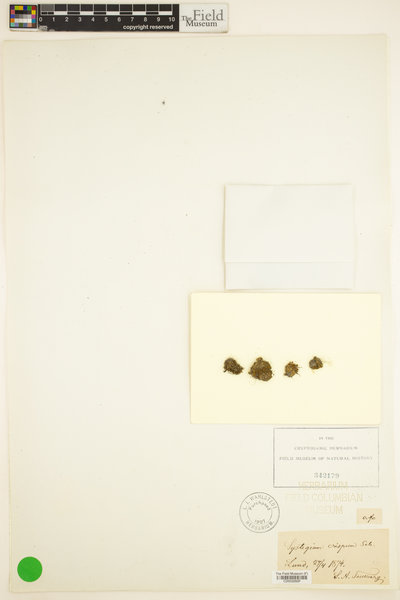 Ulota crispa image