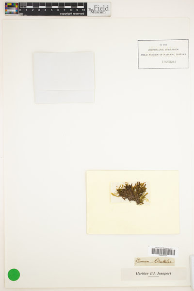 Fissidens adianthoides image