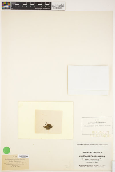 Bryoerythrophyllum recurvirostrum image