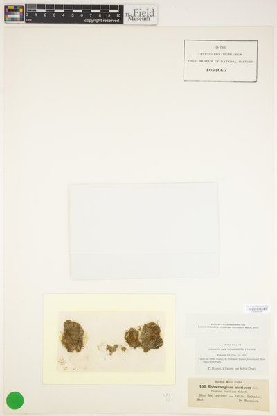 Acaulon muticum image