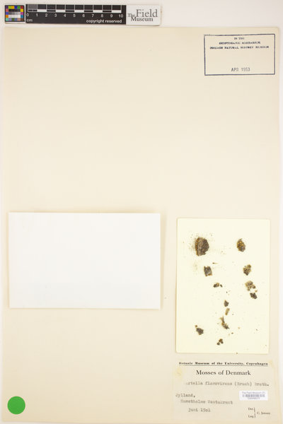 Tortella flavovirens image
