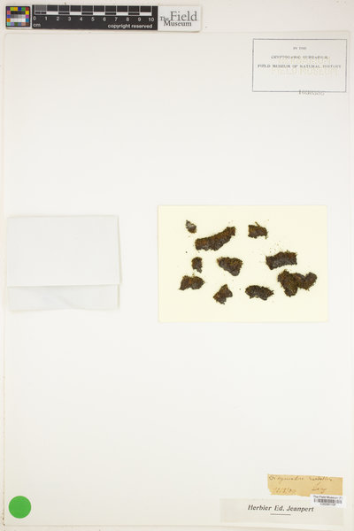 Bryoerythrophyllum recurvirostrum image