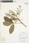 Protium gallosum image
