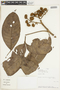Protium gallosum image
