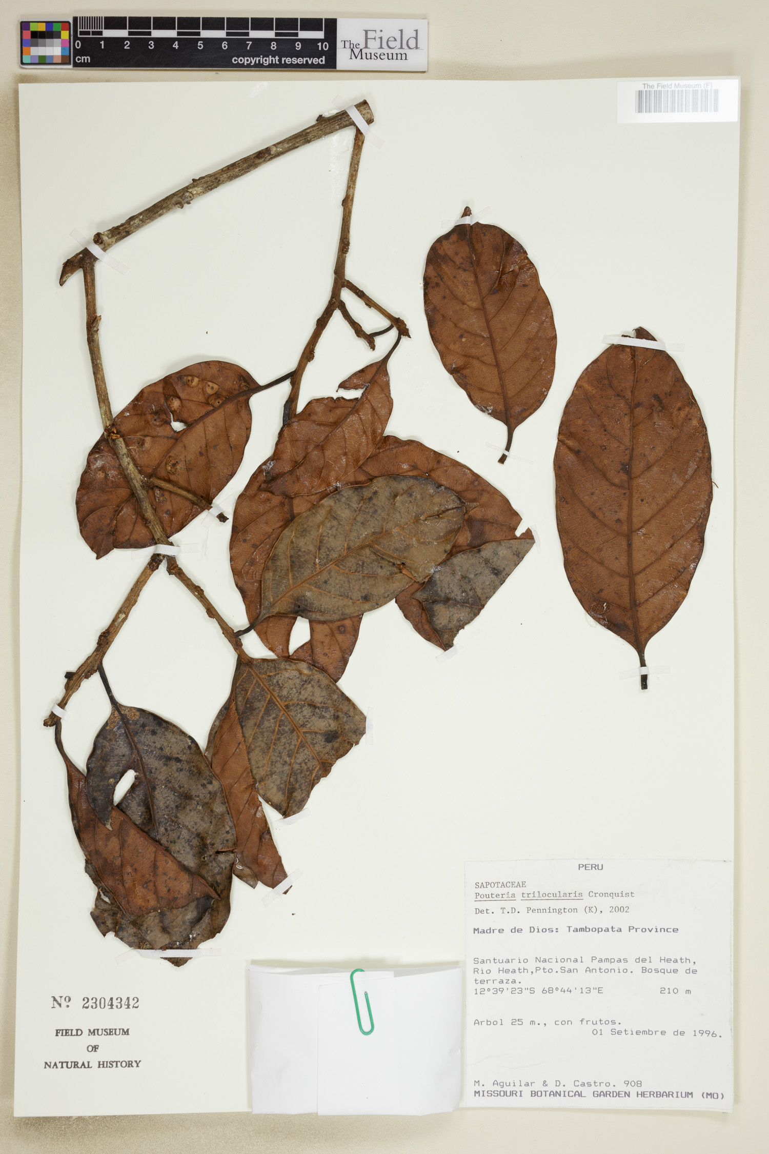Pouteria trilocularis image