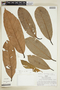 Pouteria trilocularis image