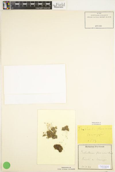 Tortella flavovirens image