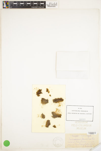 Tortella flavovirens image