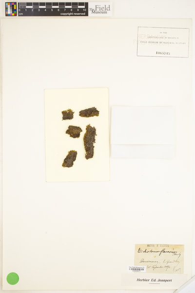 Tortella flavovirens image
