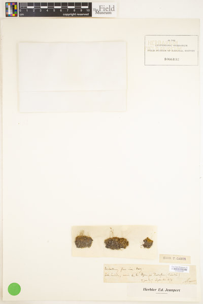 Tortella flavovirens image