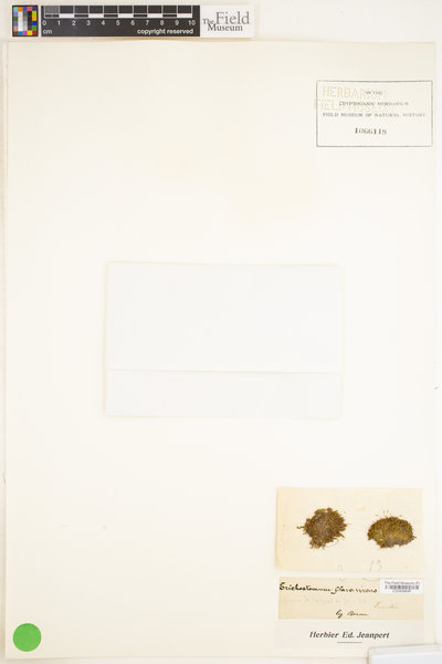 Tortella flavovirens image
