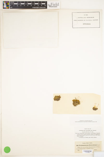 Tortella flavovirens image