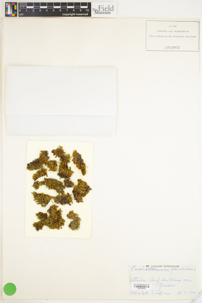 Tortella flavovirens image