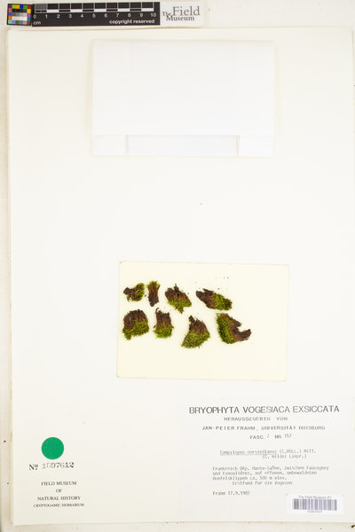 Campylopus oerstedianus image