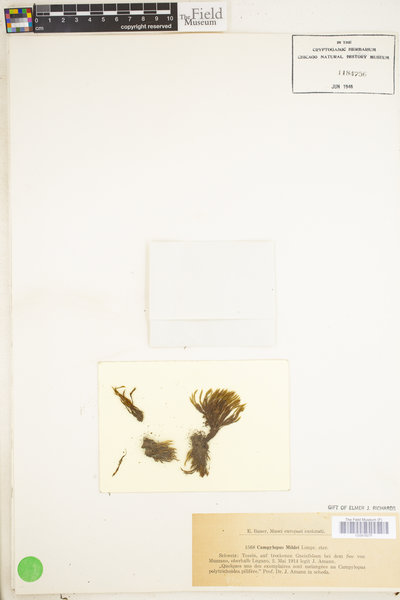 Campylopus oerstedianus image
