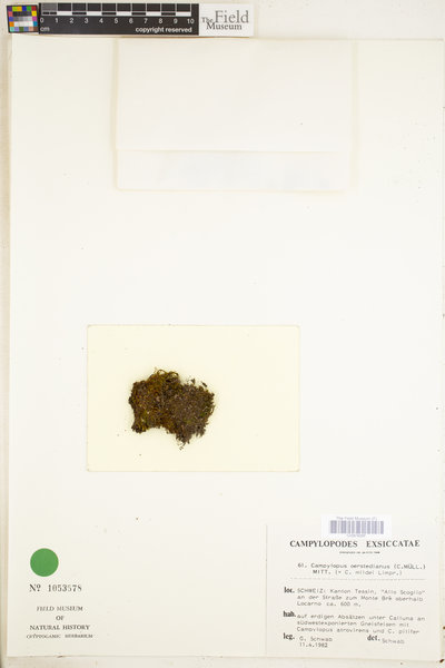 Campylopus oerstedianus image