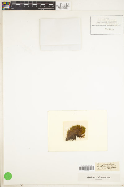Campylopus oerstedianus image