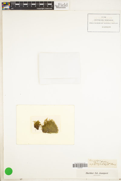 Campylopus oerstedianus image