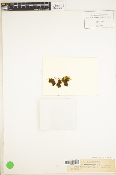 Campylopus oerstedianus image
