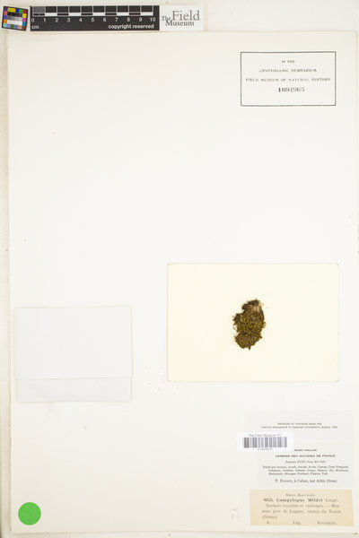 Campylopus oerstedianus image