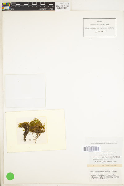 Campylopus oerstedianus image