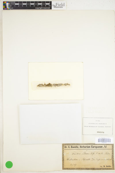 Fissidens exilis image