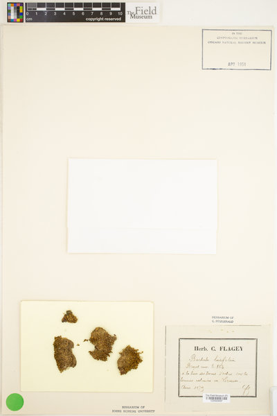 Hyophiladelphus agrarius image