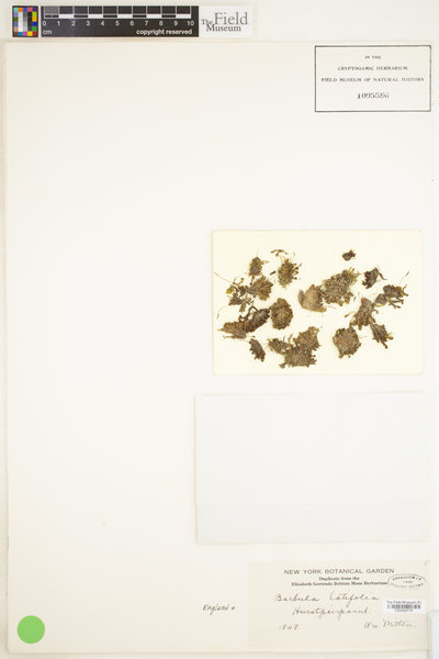 Hyophiladelphus agrarius image