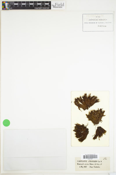 Campylopus atrovirens image