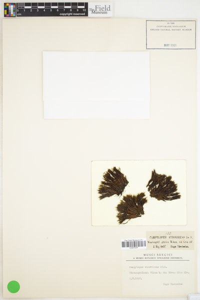 Campylopus atrovirens image