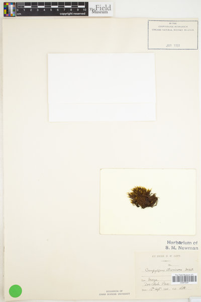 Campylopus atrovirens image