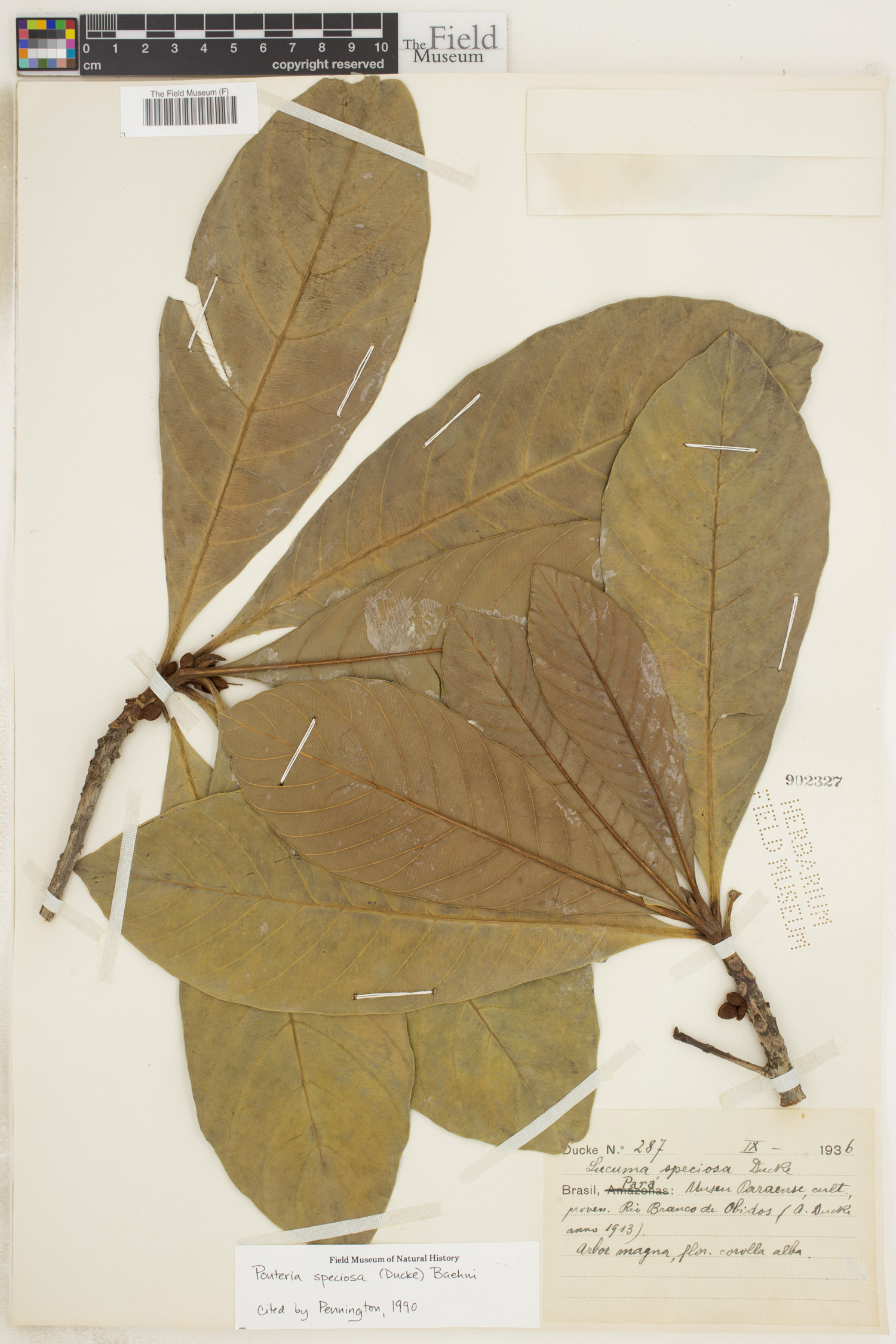 Pouteria speciosa image
