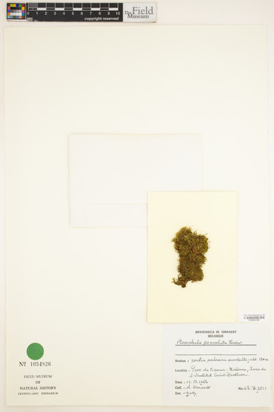 Streblotrichum convolutum image