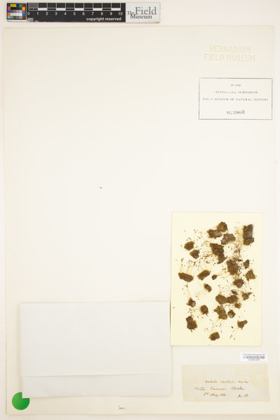 Streblotrichum convolutum image