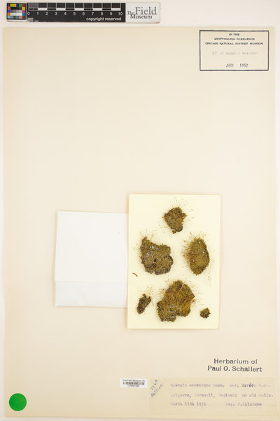 Streblotrichum convolutum image