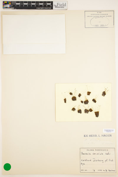 Streblotrichum convolutum image