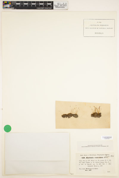 Streblotrichum convolutum image