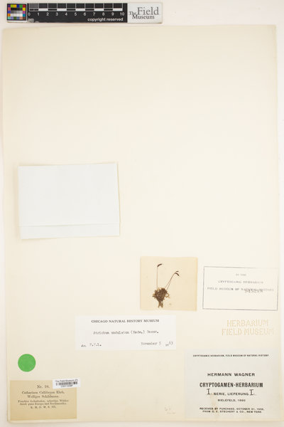 Atrichum undulatum image