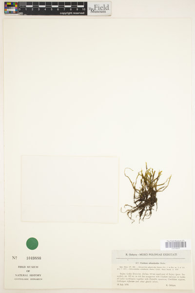 Fissidens adianthoides image