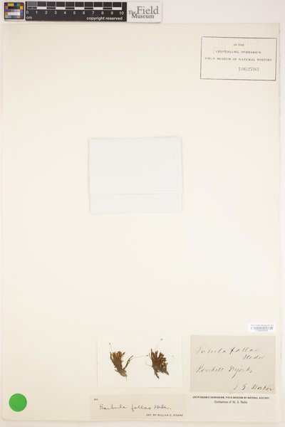 Didymodon fallax image