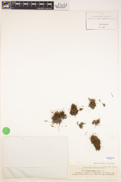 Didymodon fallax image
