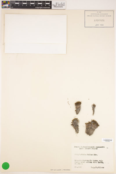 Didymodon fallax image