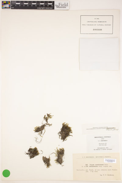 Imbribryum clavatum image