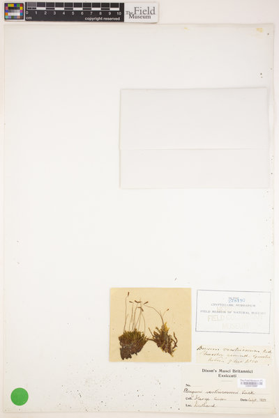 Imbribryum clavatum image