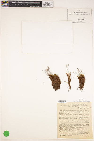 Imbribryum clavatum image